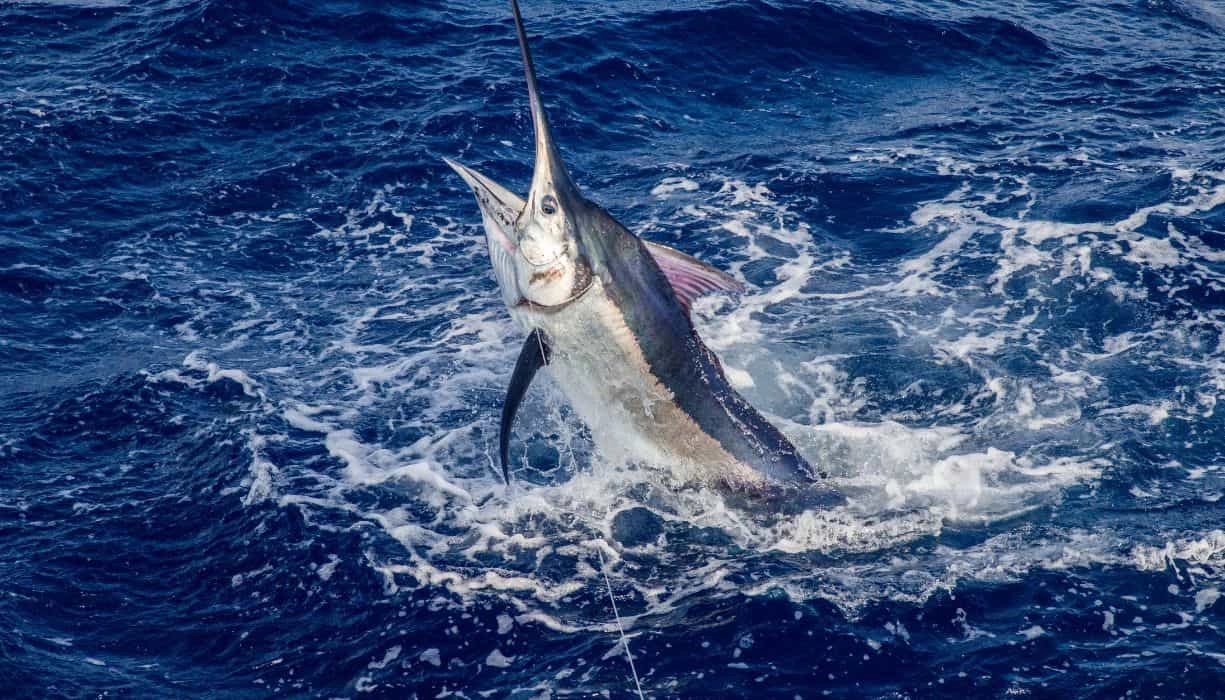 Big Game Fishing Boat Mauritius