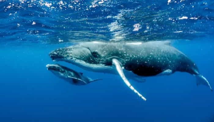 Humpback Whale Breach Mauritius